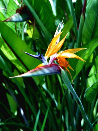 BIRD OF PARADISE